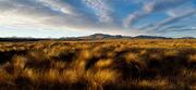 Tussock Country