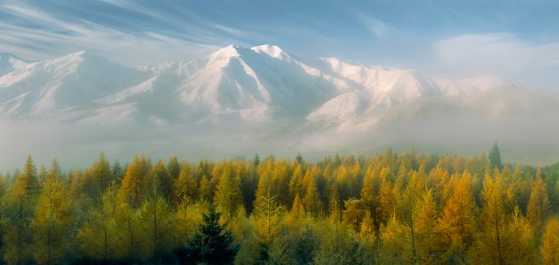 Autumn Larch Trees