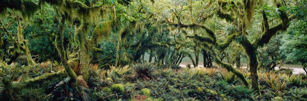 Wild Natives Valley.