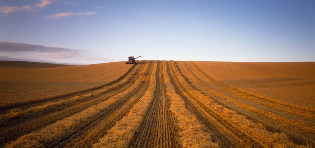 Harvesting Barley