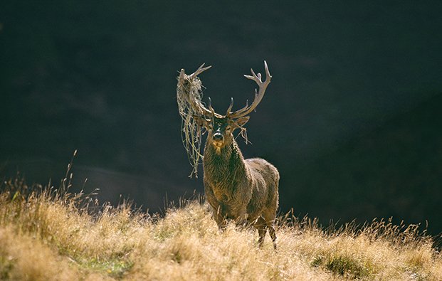 South Westland Stag