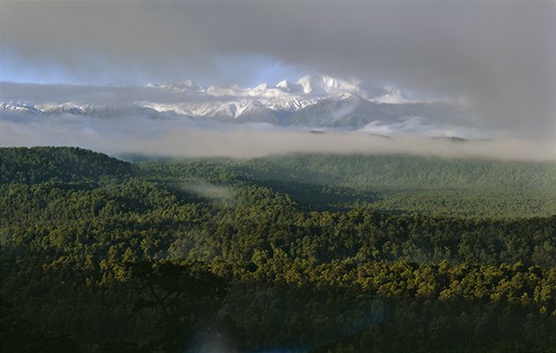 Okarito Forest