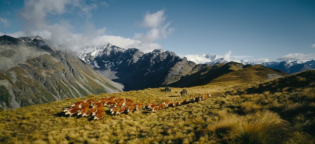 Ahuriri Cattle Muster.