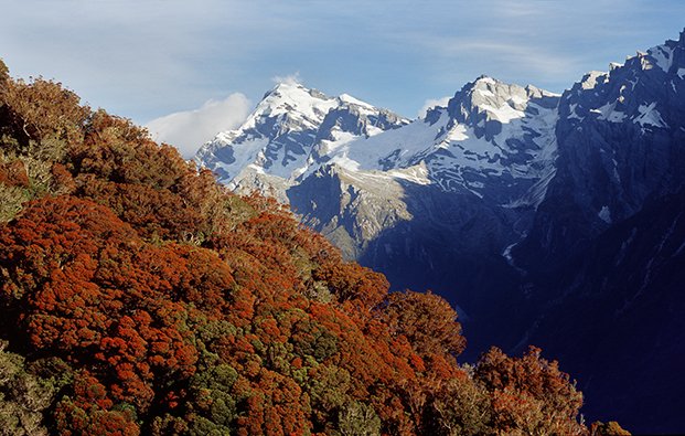 Rata. Copeland Valley