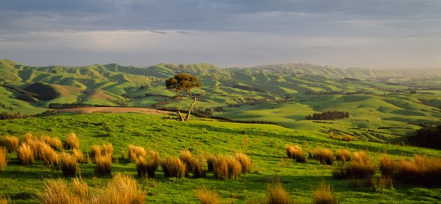 Ngaranui