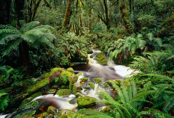 Forest Stream