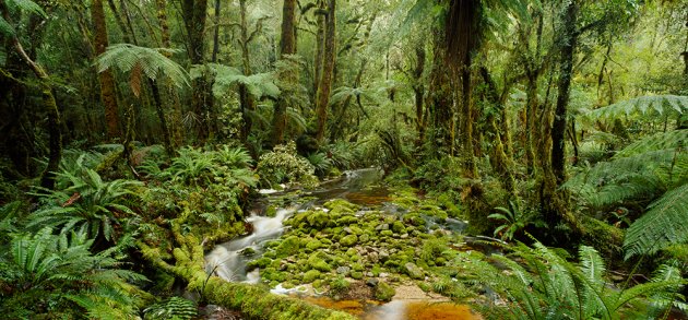 Forest Interior