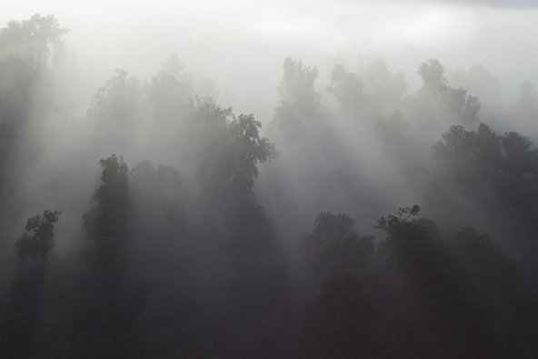 Forest Mist