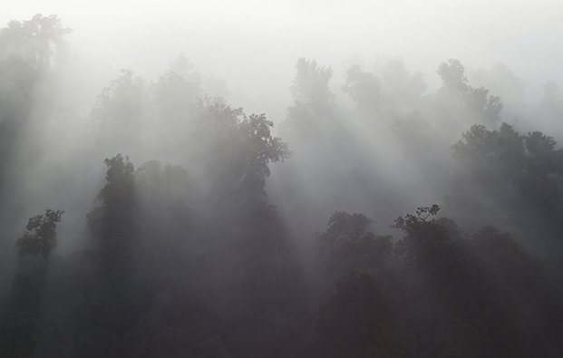 Forest Mist