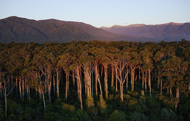 Sunset on Rimu Forest