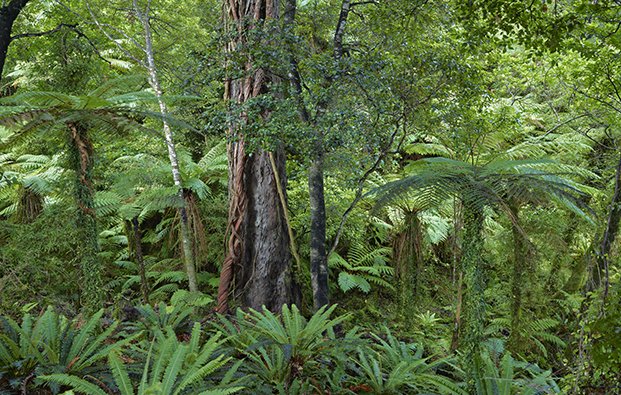 Old Rimu Tree