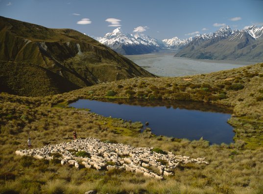 Glentanner Muster