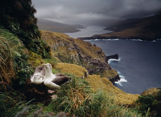 Auckland Islands.